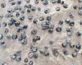 Áfonyás diós piskóta tojásfehérjéből recept fázis 3 fotója