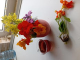 چای گل لادن