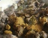 Foto langkah ke 3 dari resep 110. Tumis Daging ala Kampung (Resep turun temurun).