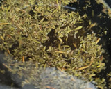 Foto del paso 1 de la receta: Infusión de tomillo 🍵 con miel y limón 🍯 🐝 🍋