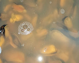 Foto del paso 1 de la receta: Espaguetis con mejillones y tomates cherry