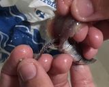 Foto del paso 3 de la receta Boquerones en vinagre