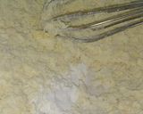Foto del paso 2 de la receta: Masa para tarta salada