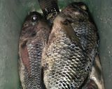 Foto langkah ke 1 dari resep Gulai ikan nila.