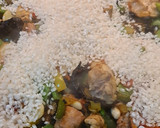 Foto del paso 8 de la receta: Arroz de conejo al horno con trompetas de la muerte🐇🍄