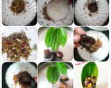A picture of step 1 of Paan bites.