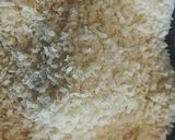 Foto del paso 4 de la receta: "Palomitas" de pollo