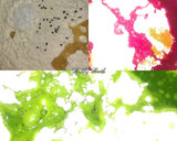A picture of step 6 of Multi layered beet spinach crackers.
