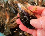 Foto del passaggio 1 della ricetta Cozze alla marinara con pomodorini