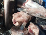Fish sauces