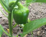 Foto del paso 4 de la receta: Semillas de Morrón Para la huerta