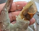 รูปขั้นตอนการทำที่ 2 ของ กุ้งอบเกลือ