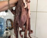 Foto del paso 2 de la receta: Pulpo al olivo