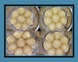 Foto langkah ke 7 dari resep Bakpao Simple.