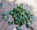 Foto del paso 1 de la receta: Pesto de albahaca y nuez pecan