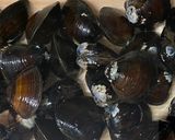 A picture of step 1 of Japanese Shijimi Mussels Miso Soup.