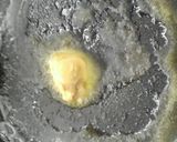 A picture of step 6 of Easy Hash Browns Recipe.
