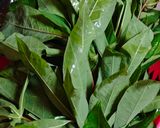 Foto langkah ke 1 dari resep 150. Gulai Daun Singkong.