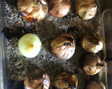 Foto del paso 1 de la receta: Cebollas rellenas de queso crema, tocino y más