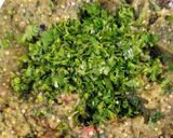 खांन्देश चे प्रसिद्ध लेवा पाटील समाजाचे वांग्याचे भरीत (vange bharit recipe in marathi) रेसिपी स्टेप 11 फोटो 