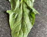 A picture of step 1 of Spinach Leaves Fritters: (پالک کے پتوں کے پکوڑے).