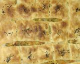 صورة لخطوة 3 من وصفة بيتزا 🍕 كوكا
