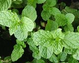 A picture of step 1 of Lemon mint juice.