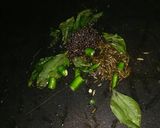 A picture of step 2 of Bunokhla (Bun Dhokla).