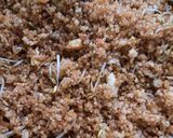 Foto langkah ke 7 dari resep Tiwul Goreng Khas Kediri.