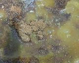 A picture of step 11 of Winter Special Peas Nimona Gravy.