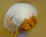 Foto langkah ke 2 dari resep Pumpkin Muffins (1 butir telur saja).