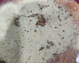 Foto del paso 2 de la receta: Hamburguesa de pollo