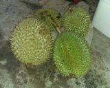 Foto langkah ke 4 dari resep Silamak (ketan).