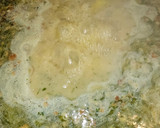 Foto del paso 7 de la receta: Pollo con patatas en salsa verde