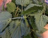A picture of step 2 of Sautéed stinging nettles.