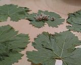 A picture of step 3 of Stuffed Grape Leaves with Giada's Mix.
