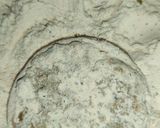 A picture of step 5 of Onion Stuffed Ring.
