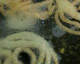 A picture of step 4 of Instant Crispy Jalebi.