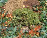 A picture of step 8 of Alu and fresh meethi ke parathe.