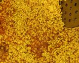 A picture of step 3 of Dhaba Style Moong Daal.