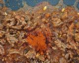 Foto del paso 4 de la receta: Bombas de patatas rellenas de carne con salsa brava
