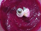 Sorbet Buah Naga