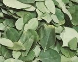 A picture of step 1 of Drumstick Leaf Muthia.