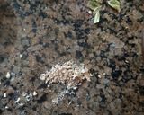 A picture of step 3 of Annam payasam.