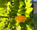 Foto del paso 3 de la receta: Mermelada de mango