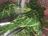 Tumis Daun Pepaya