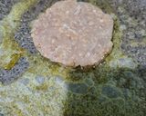 A picture of step 4 of Beef Patty Burger.