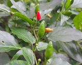 Hình bước làm 1 của món Muối lá é trắng