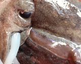 澎湖野生花枝生魚片(處理花枝)的食譜步驟2照片
