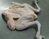 Foto langkah ke 1 dari resep Ayam Taliwang.